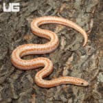 Baby Albino Boreggo Rosy Boas (Lichanura trivirgata) For Sale - Underground Reptiles