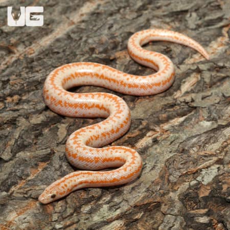 Baby Albino Boreggo Rosy Boas (Lichanura trivirgata) For Sale - Underground Reptiles