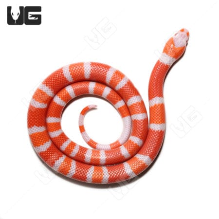 Baby Albino Tangerine Honduran Milksnakes (Lampropeltis triangulum hondurensis) for sale