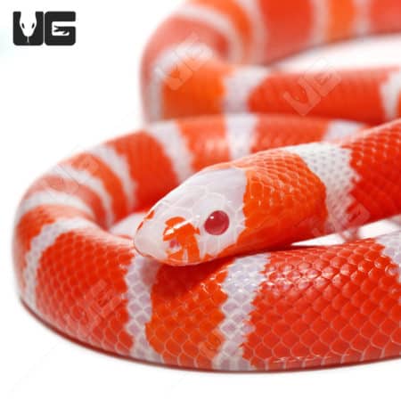 Baby Albino Tangerine Honduran Milksnakes (Lampropeltis triangulum hondurensis) for sale