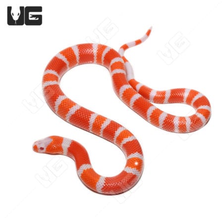 Baby Albino Tangerine Honduran Milksnakes (Lampropeltis triangulum hondurensis) for sale