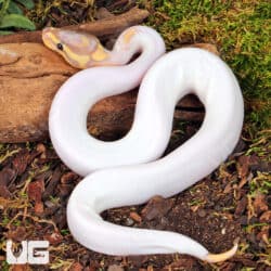 Baby High White Banana Yellowbelly Pied Ball Python