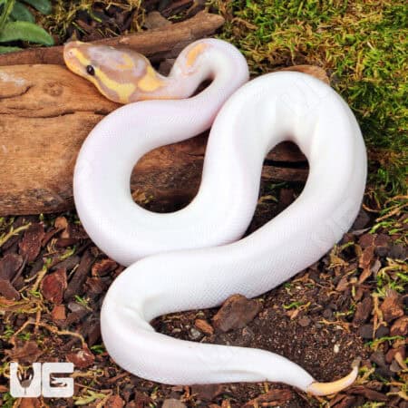 Baby High White Banana Yellowbelly Pied Ball Python