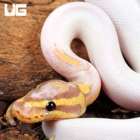 Baby High White Banana Yellowbelly Pied Ball Python