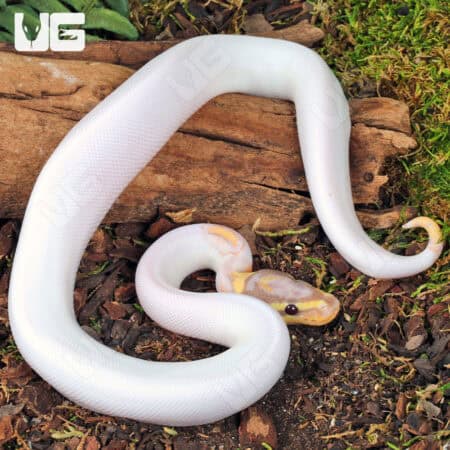 Baby High White Banana Yellowbelly Pied Ball Python