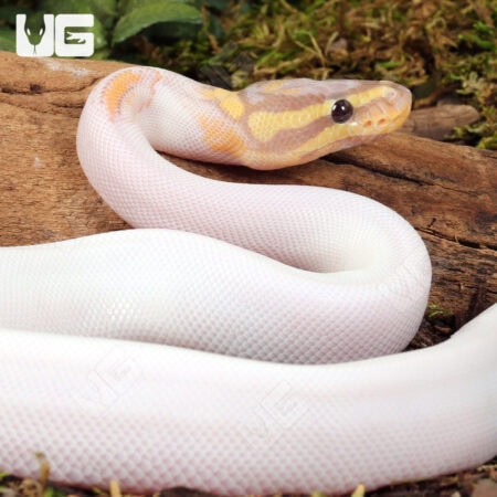 Baby High White Banana Yellowbelly Pied Ball Python