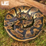 Female Leopard Ball Pythons For Sale - Underground Reptiles