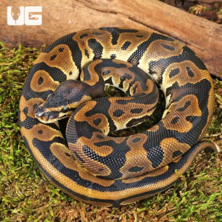 Female Leopard Ball Pythons For Sale - Underground Reptiles