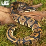 Female Leopard Ball Pythons For Sale - Underground Reptiles