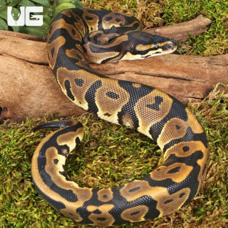 Female Leopard Ball Pythons For Sale - Underground Reptiles