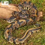 Female Leopard Ball Pythons For Sale - Underground Reptiles