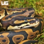 Female Leopard Ball Pythons For Sale - Underground Reptiles