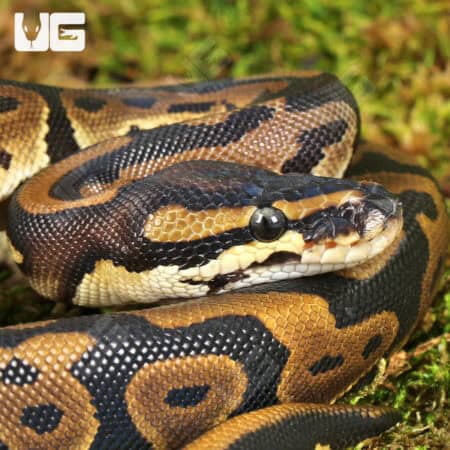 Female Leopard Ball Pythons For Sale - Underground Reptiles