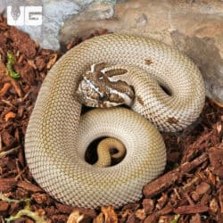 Baby Super Anaconda Western Hognose Snakes For Sale - Underground Reptiles