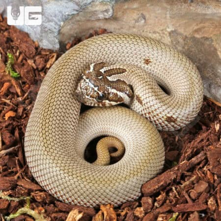 Baby Super Anaconda Western Hognose Snakes For Sale - Underground Reptiles