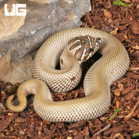 Baby Super Anaconda Western Hognose Snakes For Sale - Underground Reptiles