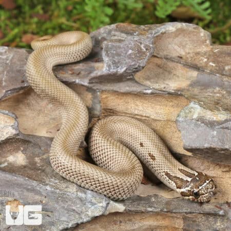Baby Super Anaconda Western Hognose Snakes For Sale - Underground Reptiles