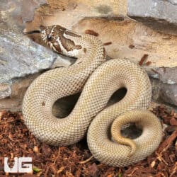 Baby Super Anaconda Western Hognose Snakes For Sale - Underground Reptiles