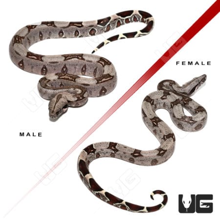 Guyana Redtail Boa (Boa c. constrictor) For Sale - Underground Reptiles
