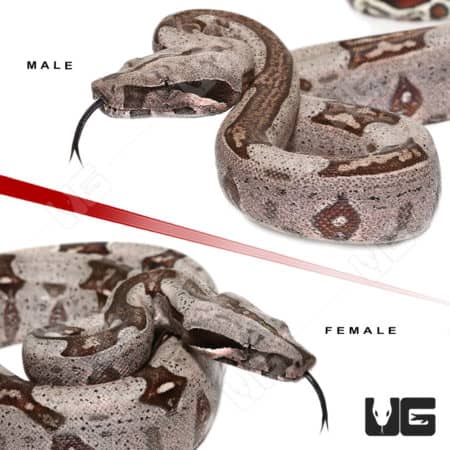 Pair of baby Aberrant Guyana Redtail Boas, male and female, showcasing unique patterns.