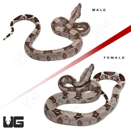 Guyana Redtail Boa (Boa c. constrictor) For Sale - Underground Reptiles