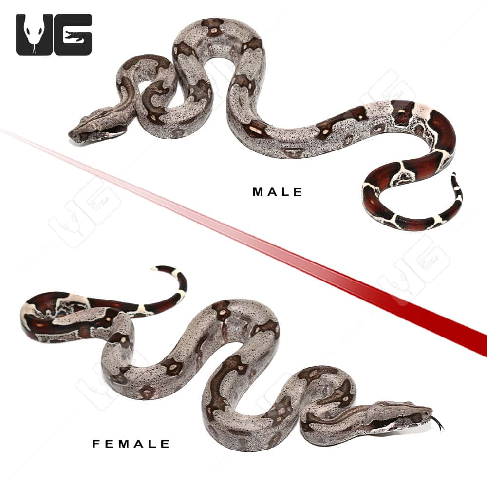 Silver Guyana Redtail Boa (Boa c. constrictor) for sale - Underground  Reptiles