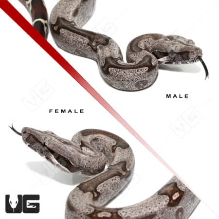 Guyana Redtail Boa (Boa c. constrictor) For Sale - Underground Reptiles