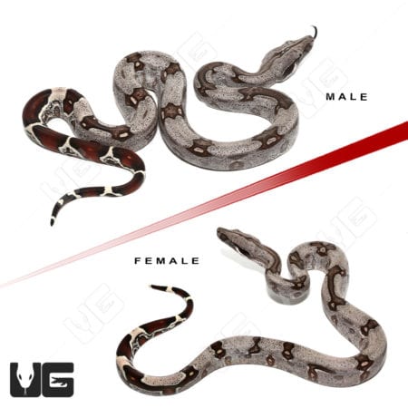 Guyana Redtail Boa (Boa c. constrictor) For Sale - Underground Reptiles