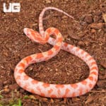 Baby Amel Cornsnake For Snake - Underground Reptiles