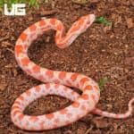 Baby Amel Cornsnake For Snake - Underground Reptiles