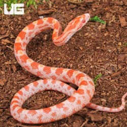 Baby Amel Cornsnake For Snake - Underground Reptiles