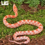 Baby Amel Cornsnake For Snake - Underground Reptiles