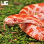 Baby Amel Cornsnake For Snake - Underground Reptiles
