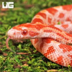 Baby Amel Cornsnake For Snake - Underground Reptiles