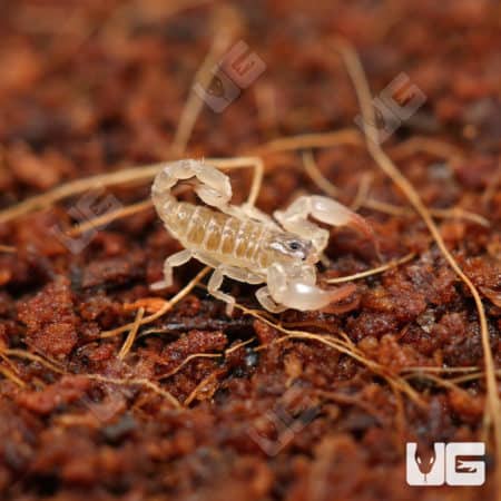 Asian Bush Scorpions (Chaerilus Celebensis) for sale