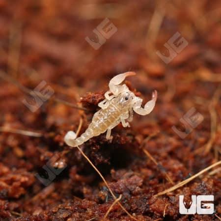 Asian Bush Scorpions (Chaerilus Celebensis) for sale