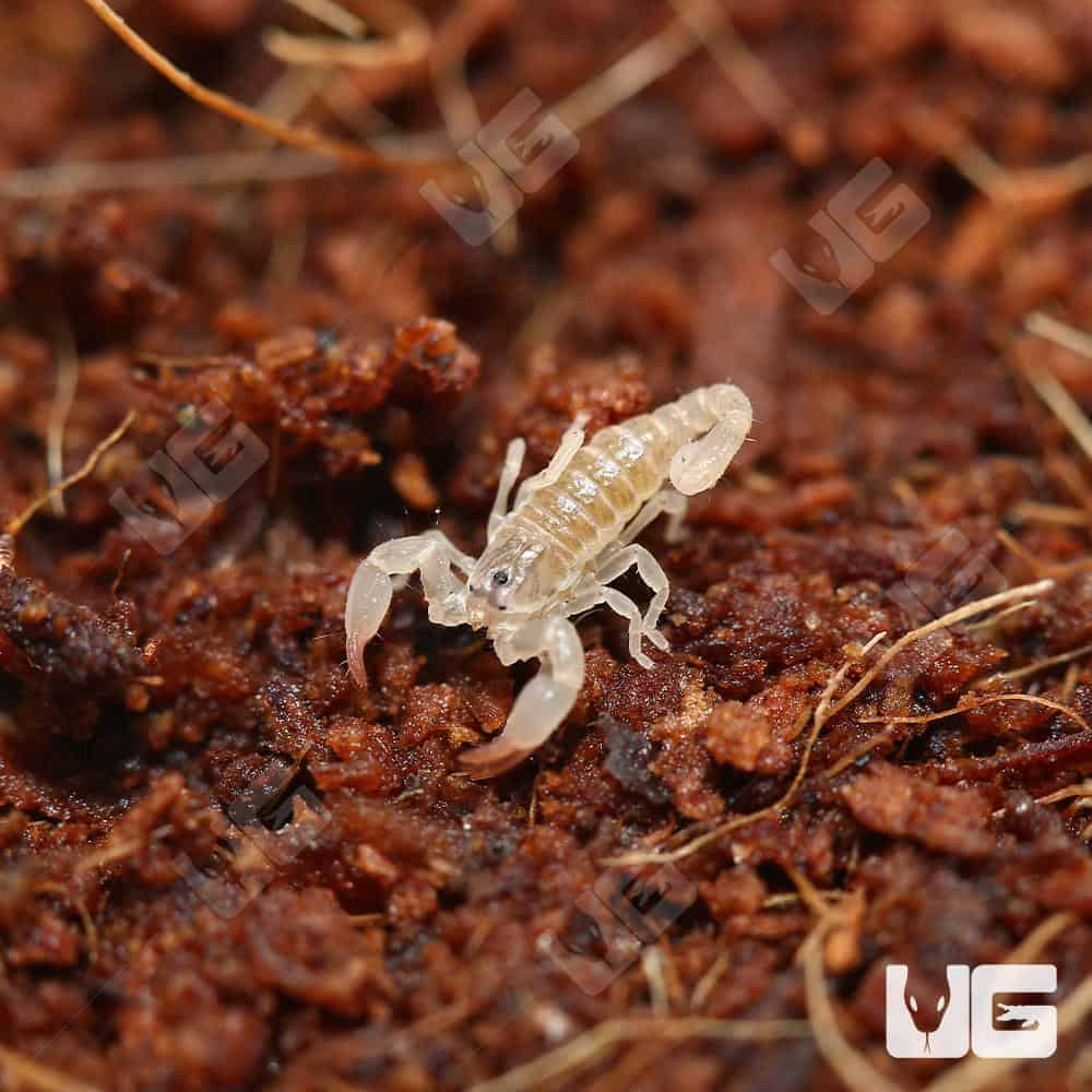 Asian Bush Scorpions (Chaerilus Celebensis) for sale