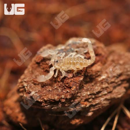 Asian Bush Scorpions (Chaerilus Celebensis) for sale