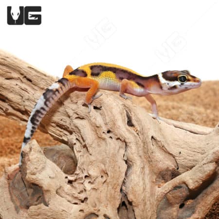 Baby bold leopard gecko on wood branch, vibrant colors.