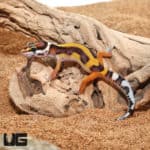 Baby Bold Leopard Geckos (Eublepharis macularius) For Sale - Underground Reptiles