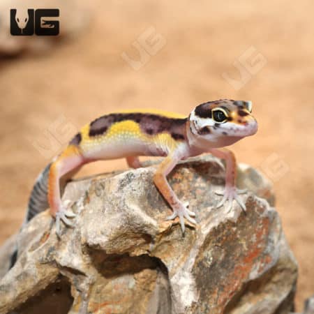 Baby Bold Leopard Geckos (Eublepharis macularius) For Sale - Underground Reptiles