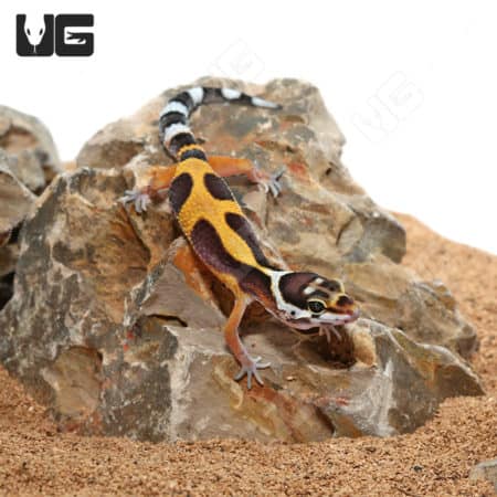 Baby Clown Leopard Gecko on rocky terrain.