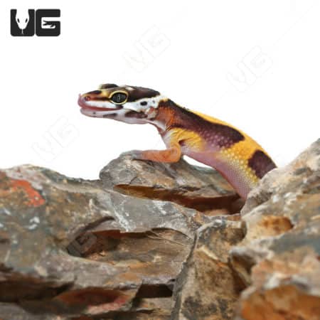 Baby Clown Leopard Geckos (Eublepharis macularius) For Sale - Underground Reptiles