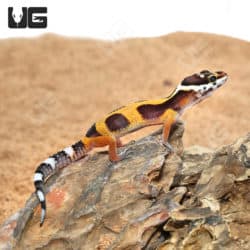 Baby Clown Leopard Geckos (Eublepharis macularius) For Sale - Underground Reptiles