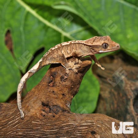 Baby Creamy Extreme Harlequin Crested Gecko (Correlophus ciliatus) For Sale - Underground Reptiles