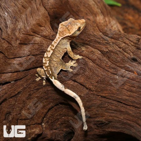 Baby Creamy Extreme Harlequin Crested Gecko on wood branch.