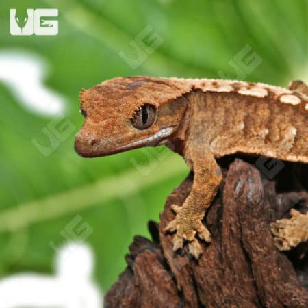 Baby Creamy Extreme Harlequin Crested Gecko (Correlophus ciliatus) For Sale - Underground Reptiles
