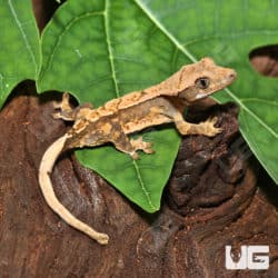 Baby Creamy Extreme Harlequin Crested Gecko (Correlophus ciliatus) For Sale - Underground Reptiles