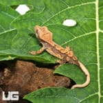 Baby Creamy Extreme Harlequin Crested Gecko (Correlophus ciliatus) For Sale - Underground Reptiles