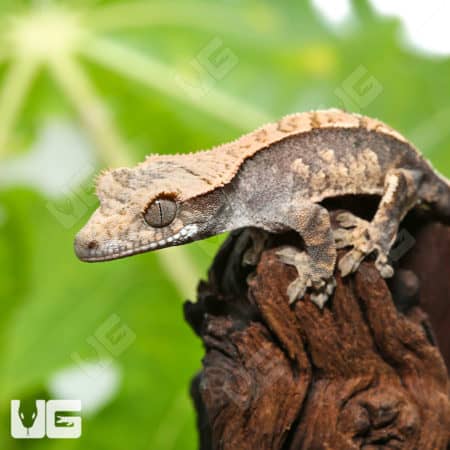 Baby Creamy Extreme Harlequin Crested Gecko (Correlophus ciliatus) For Sale - Underground Reptiles